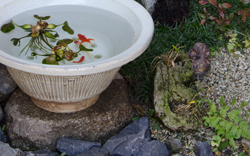 金魚の住む手水鉢と灯篭（ちょうずばち）